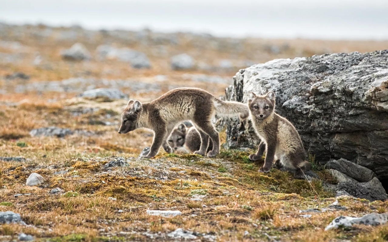 Exploring Svalbard cruise