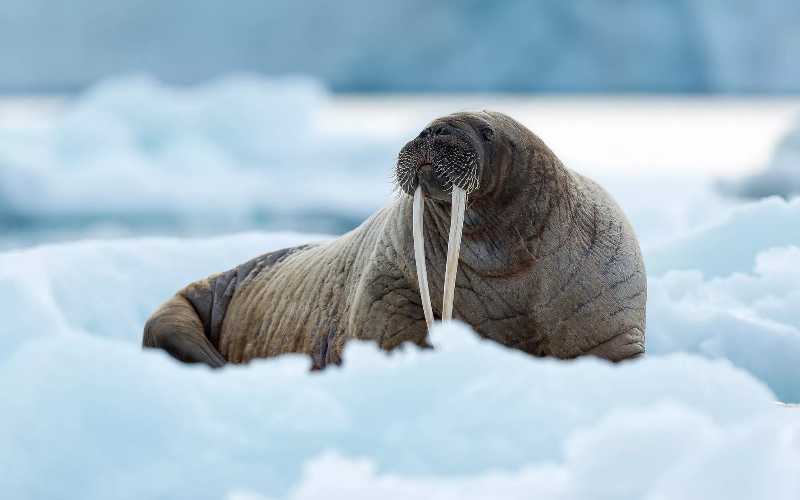 Exploring Svalbard cruise